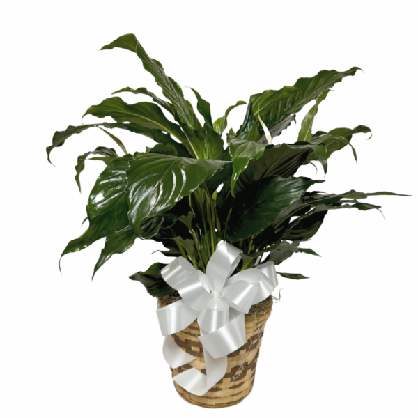 6” Peace Lily