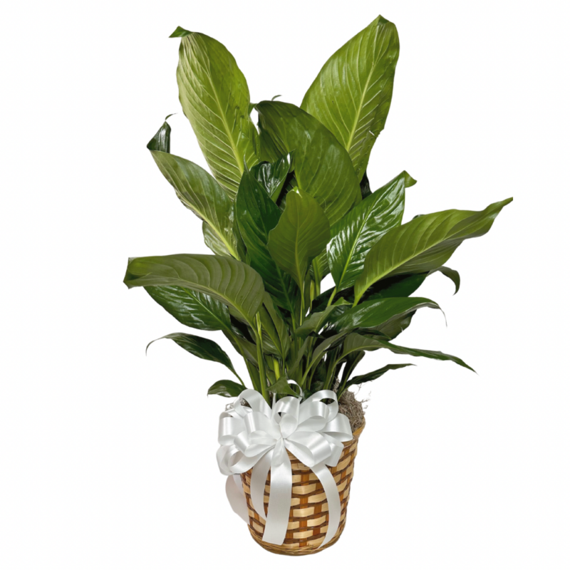 8” Peace Lily