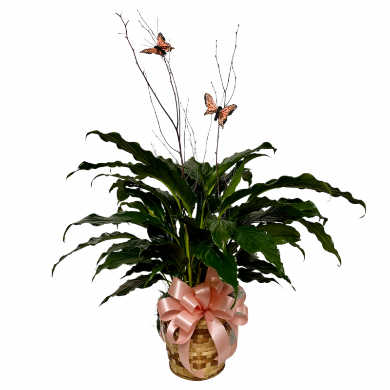 Deluxe 6” Peace Lily